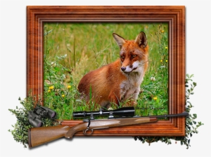 Vulpes Vulpes