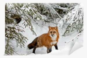 Lernwerkstatt Tiere Im Winter: Kurztexte, Aufgaben,