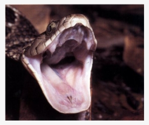 Brown Tree Snake Are Really Dangerous And Venom Is