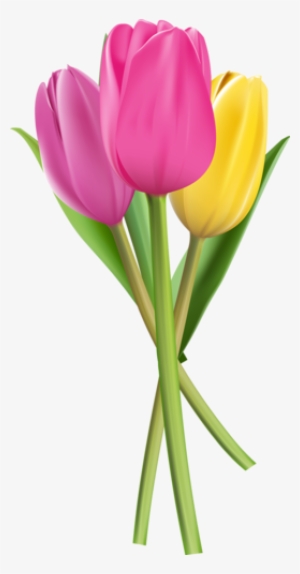 11 [átalakított] - Tulipa Png
