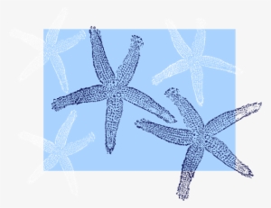 Star Fish Background Svg Clip Arts 600 X 462 Px