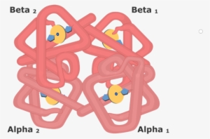 Expanded View Of The Hemoglobin Molecule - Hemoglobin And Myoglobin