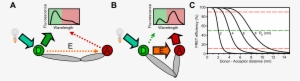 A Donor Fluorophore (green) Is Excited By A Light Source - Forster Resonance Energy Transfer