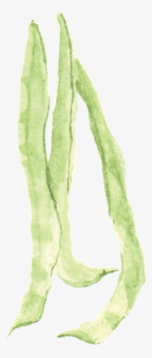 File - 四季豆greenbean - Wikimedia Commons