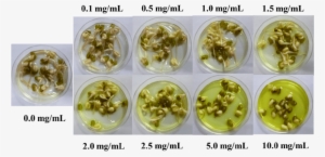 S12 Growth Of Green Beans After 48 H At Different Concentration - Mung Bean