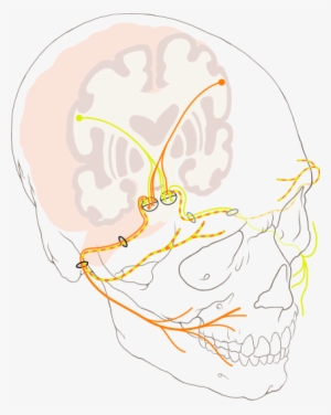 Bell 204 Picture - Facial Nerve
