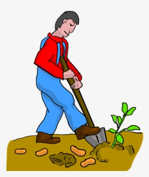 Sweet Potato, Digging, Dig, Potato, Potatoes, Farmer - Dig Imagenes