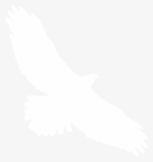 Hawk Silhouette Png - White Hawk Transparent