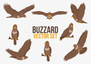 Buzzard Cartoons Vector - Buzzard