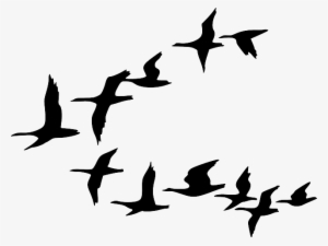 Black, Outline, Canada, Drawing, Silhouette, White - Birds Flying Clip Art
