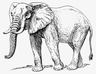 African Elephant Clipart Black And White