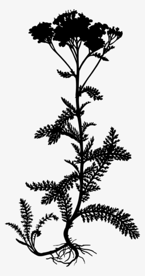 Yarrow - Achillea Millefolium