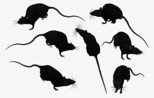 More Artists Like Coco Sealpoint Siamese Stock By Jsf1 - Rats Silhouette Transparent