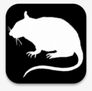 Rat