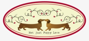 Dachshund - Valentines Day Dachshund Puppies