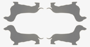 Dachshund