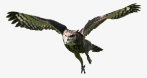 Svg Library Stock Flight Silhouette At Getdrawings - Coruja Voando Png