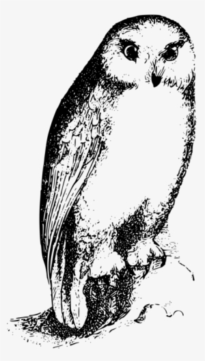 Bird Owl Drawing Silhouette Beak - Bird