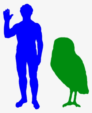 The Cuban Giant Owl Was The Biggest Owl Ever - Largest Owl Ever