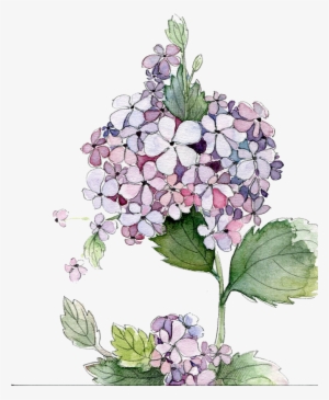 Picture Royalty Free Stock Painting Flower Flowers - Hydrangea Watercolor