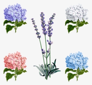 Vector Free Collection Of Free Drawing Pixiv Download - Vintage Lavender Seed Packets