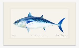 False Albacore - Coupon