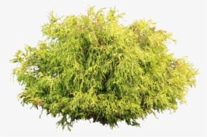 Juniper Bush - Tree Shrub Png