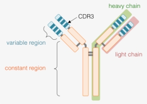 Images/ig - Ig 3 Immunoglobulin