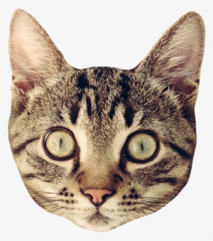 Cat Head Sticker Png