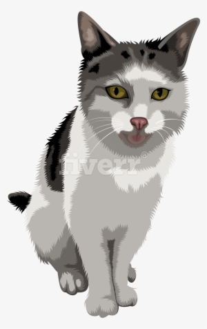 Kitten