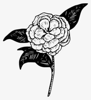 Outline, Drawing, Flower, Plant, Draw, Garden, Tattoo - Camellia Clip Art