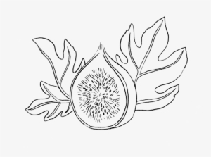 Syd's Fig Tattoo