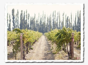Vineyard
