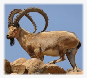 Nubian Ibex