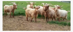 And Protein - Golden Guernsey Goat