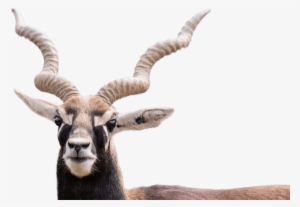 Blackbuck - Black Buck Png