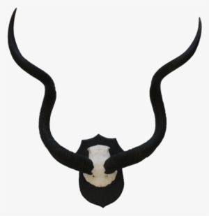 5222 Mounted Kudu Horns - Collezione