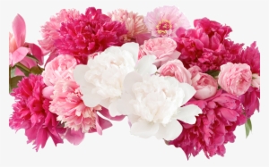 Fresh Cut - Flowers - Peonies - Peonies Png