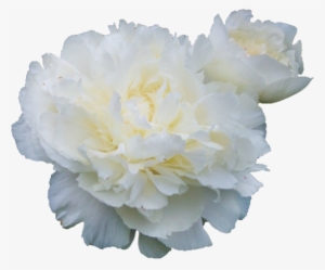 Publicat De Eu Ciresica La - Peony Flower White Png
