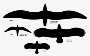 Birdwingshape - Type D Aile Oiseau