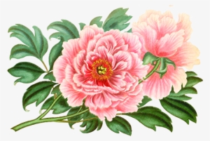 Golden Hill Studio Tree Peony Throw Pillow