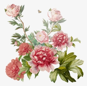Peonies