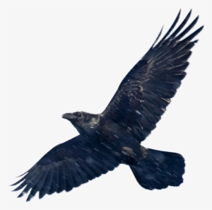 Blackbird Png Image - Black Bird Wings Spread