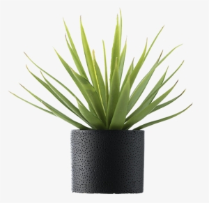 Featured Combinations - Plant In Vase Png
