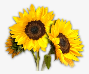 Sunflowers Png - Transparent Background Sun Flower Png