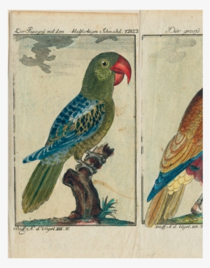 Parrots - - Parakeet