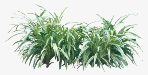 Shrub Png Transparent Image - Bushes Png