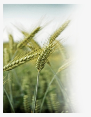 Farmingwheat - Daily Bread: A Daily Devotional Of Prayer