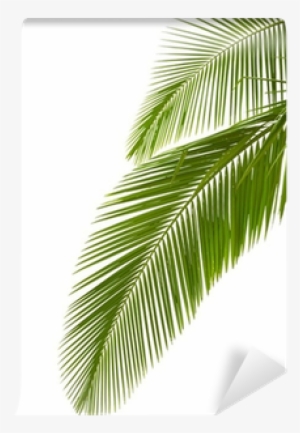 Palm Trees
