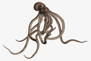 Animals - Octopus Png